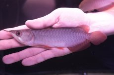 画像1: チリレッド NO.5（インドネシア産） (1)