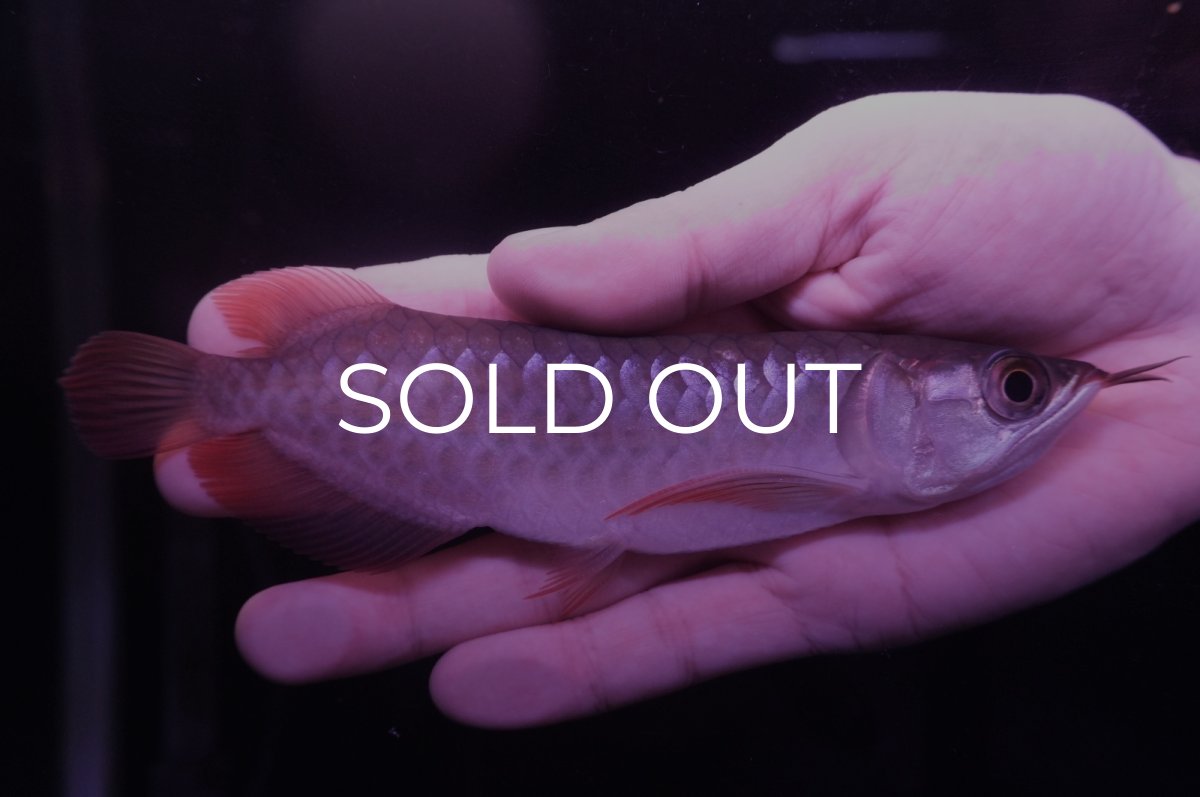 画像2: チリレッド NO.15（インドネシア産） (2)