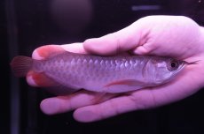 画像2: チリレッド NO.15（インドネシア産） (2)