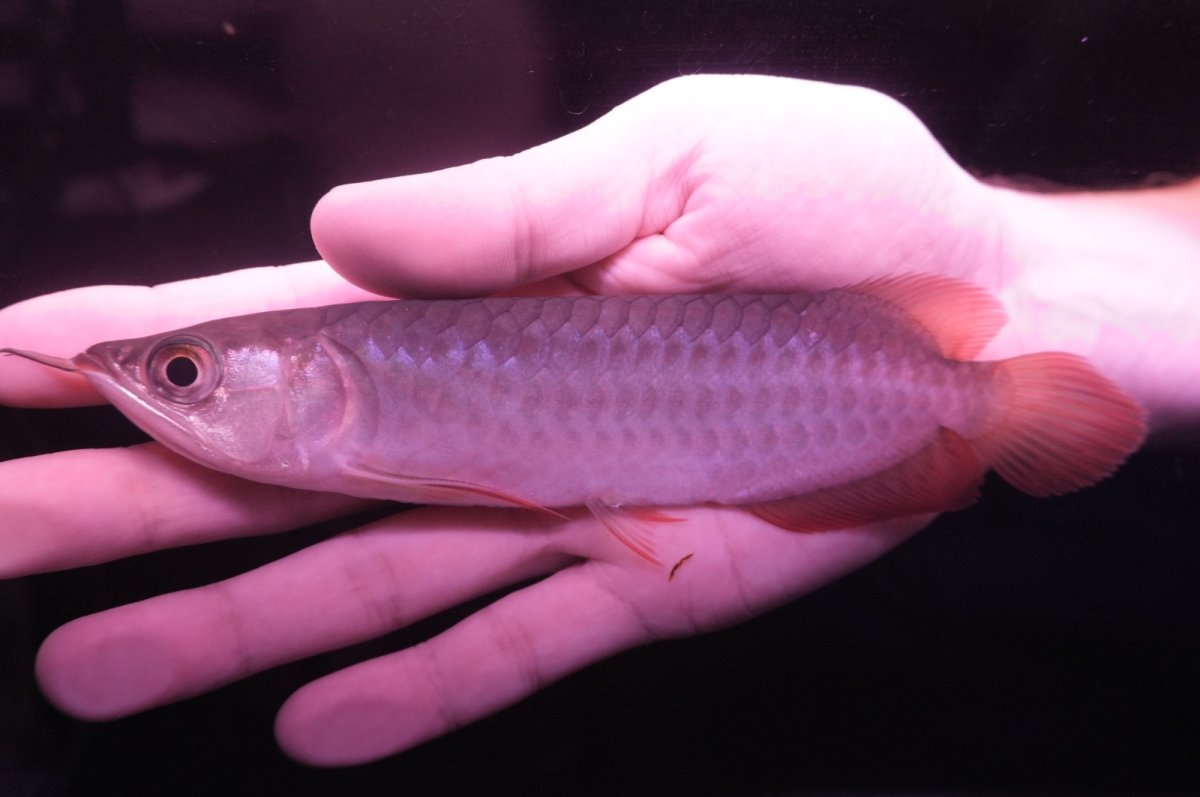 画像1: チリレッド NO.12（インドネシア産） (1)