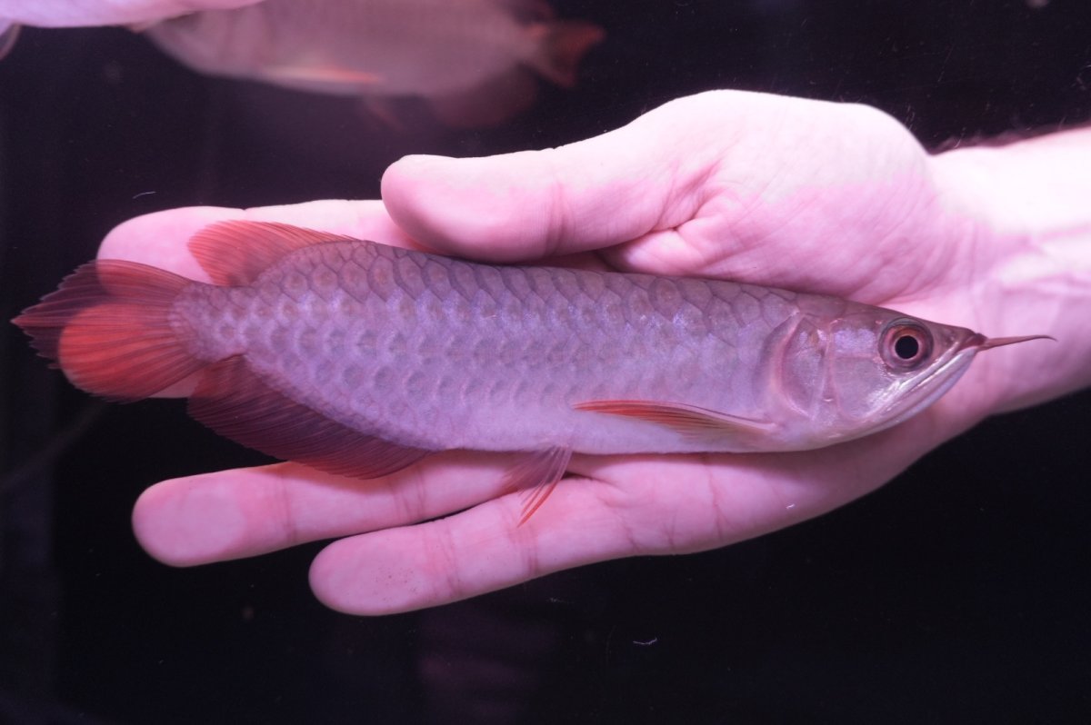 画像2: チリレッド NO.5（インドネシア産） (2)