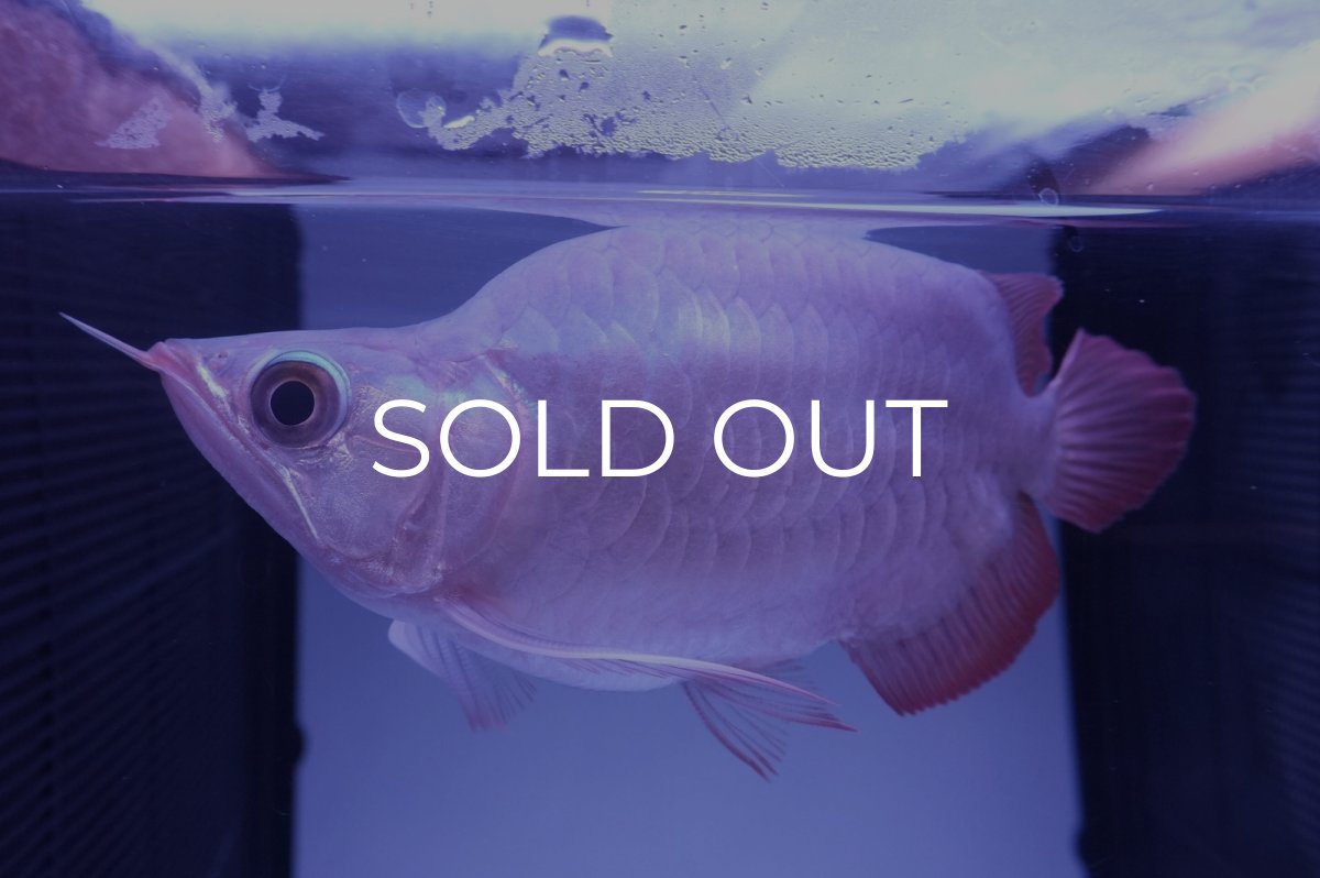 画像1: スーパーレッド ショート個体(#7) NO.41 (1)