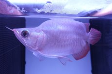 画像1: スーパーレッド ショート個体(#7) NO.41 (1)