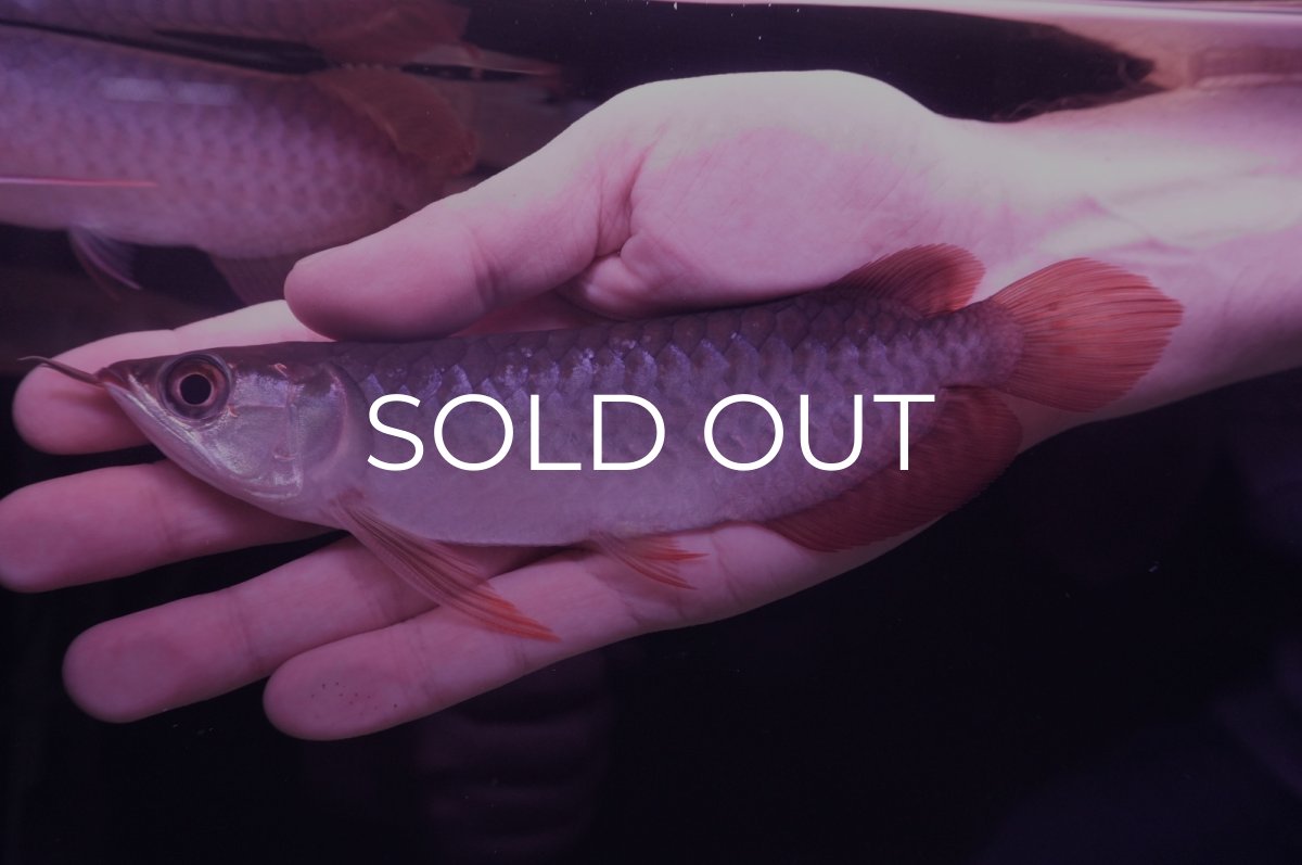 画像1: チリレッド NO.1（インドネシア産） (1)