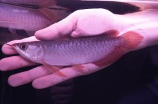 画像1: チリレッド NO.1（インドネシア産） (1)