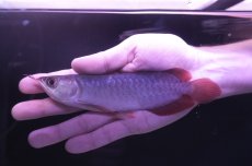 画像2: チリレッド NO.2（インドネシア産） (2)