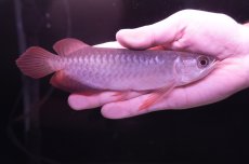 画像1: チリレッド NO.7（インドネシア産） (1)