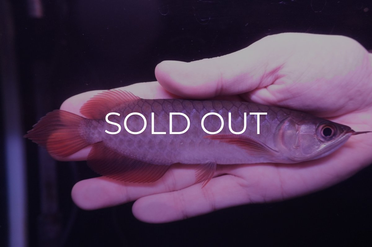 画像2: チリレッド NO.10（インドネシア産） (2)