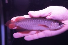 画像2: チリレッド NO.10（インドネシア産） (2)