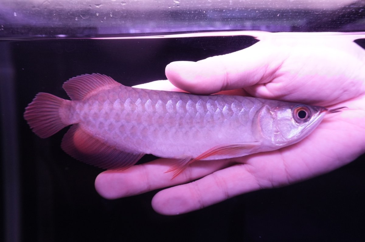 画像2: チリレッド NO.14（インドネシア産） (2)