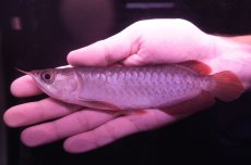 画像2: チリレッド NO.11（インドネシア産） (2)