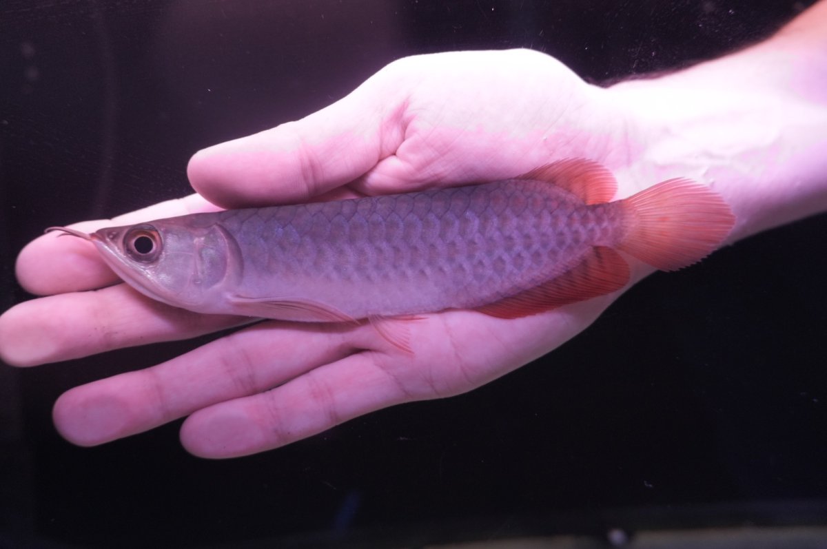 画像1: チリレッド NO.8（インドネシア産） (1)