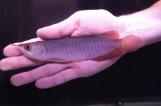 画像1: チリレッド NO.8（インドネシア産） (1)