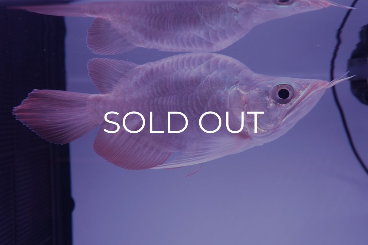 画像2: スーパーレッド ショート個体(#5) NO.38 (2)