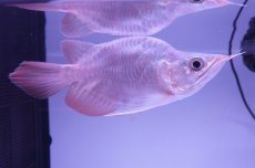 画像2: スーパーレッド ショート個体(#5) NO.38 (2)