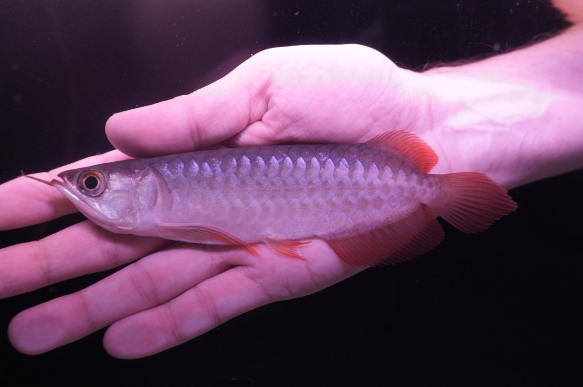 画像2: チリレッド NO.6（インドネシア産） (2)