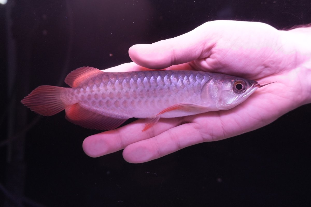 画像1: チリレッド NO.6（インドネシア産） (1)