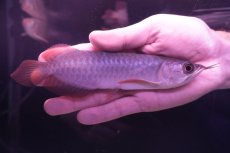 画像1: チリレッド NO.4（インドネシア産） (1)