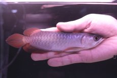 画像1: チリレッド NO.2（インドネシア産） (1)