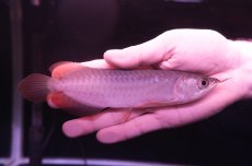 画像2: チリレッド NO.12（インドネシア産） (2)