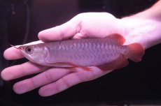 画像2: チリレッド NO.7（インドネシア産） (2)