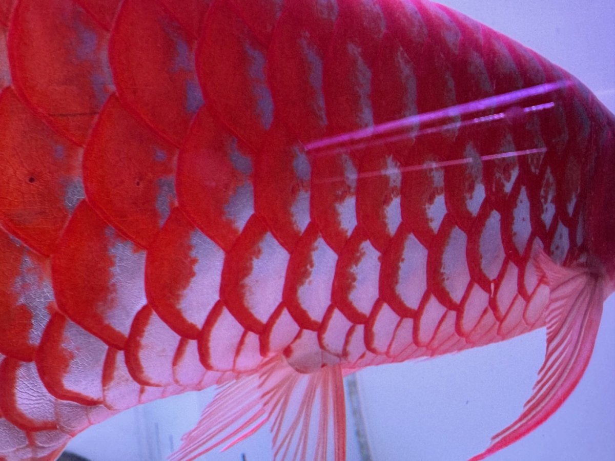 画像5: スーパーレッド（アルファ）  NO.49 (5)