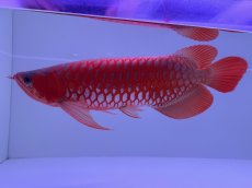 画像1: スーパーレッド（アルファ）  NO.49 (1)