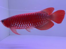 画像2: スーパーレッド（アルファ）  NO.49 (2)