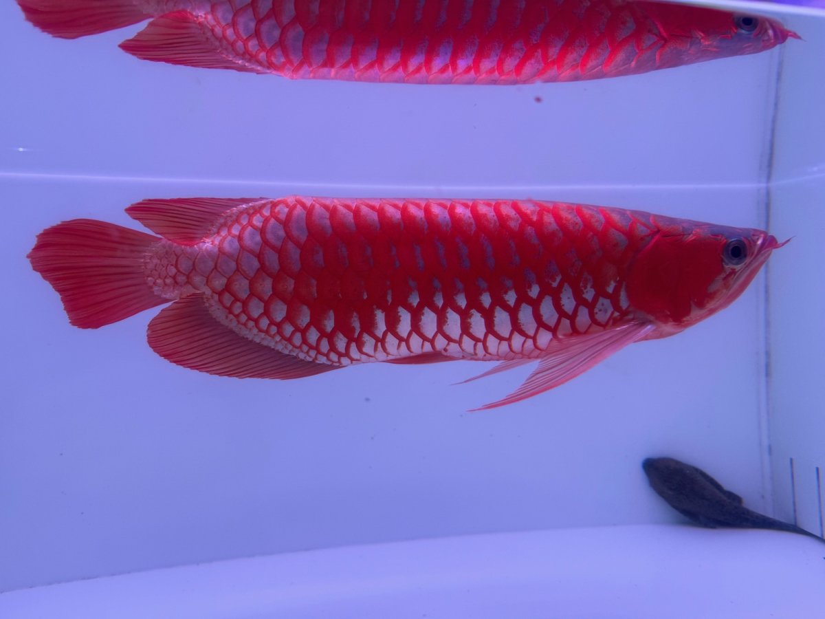 画像3: スーパーレッド（アルファ）  NO.49 (3)