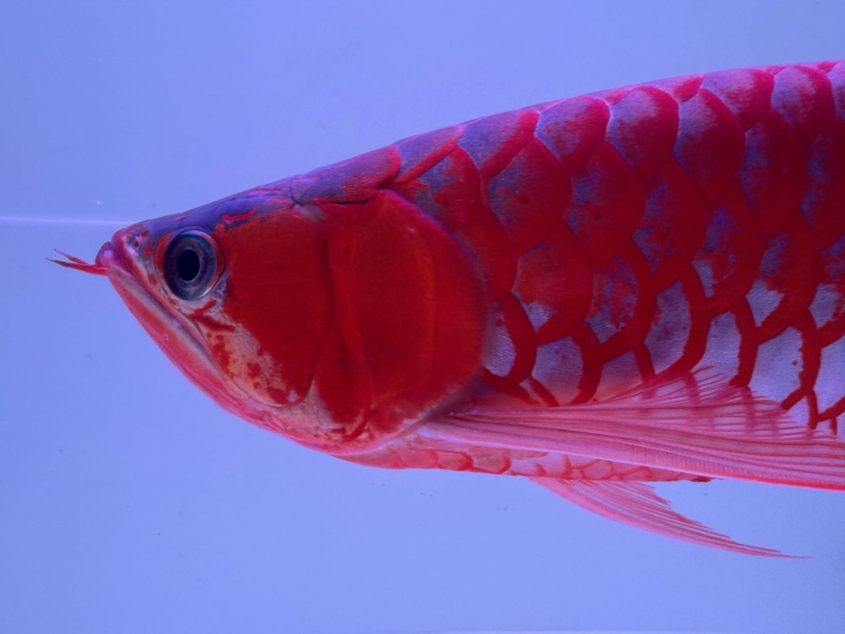 画像4: スーパーレッド（アルファ）  NO.49 (4)