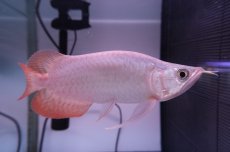 画像1: スーパーレッド ショート個体 NO.42 (1)