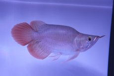 画像1: スーパーレッド ショート個体 NO.51(#5) (1)