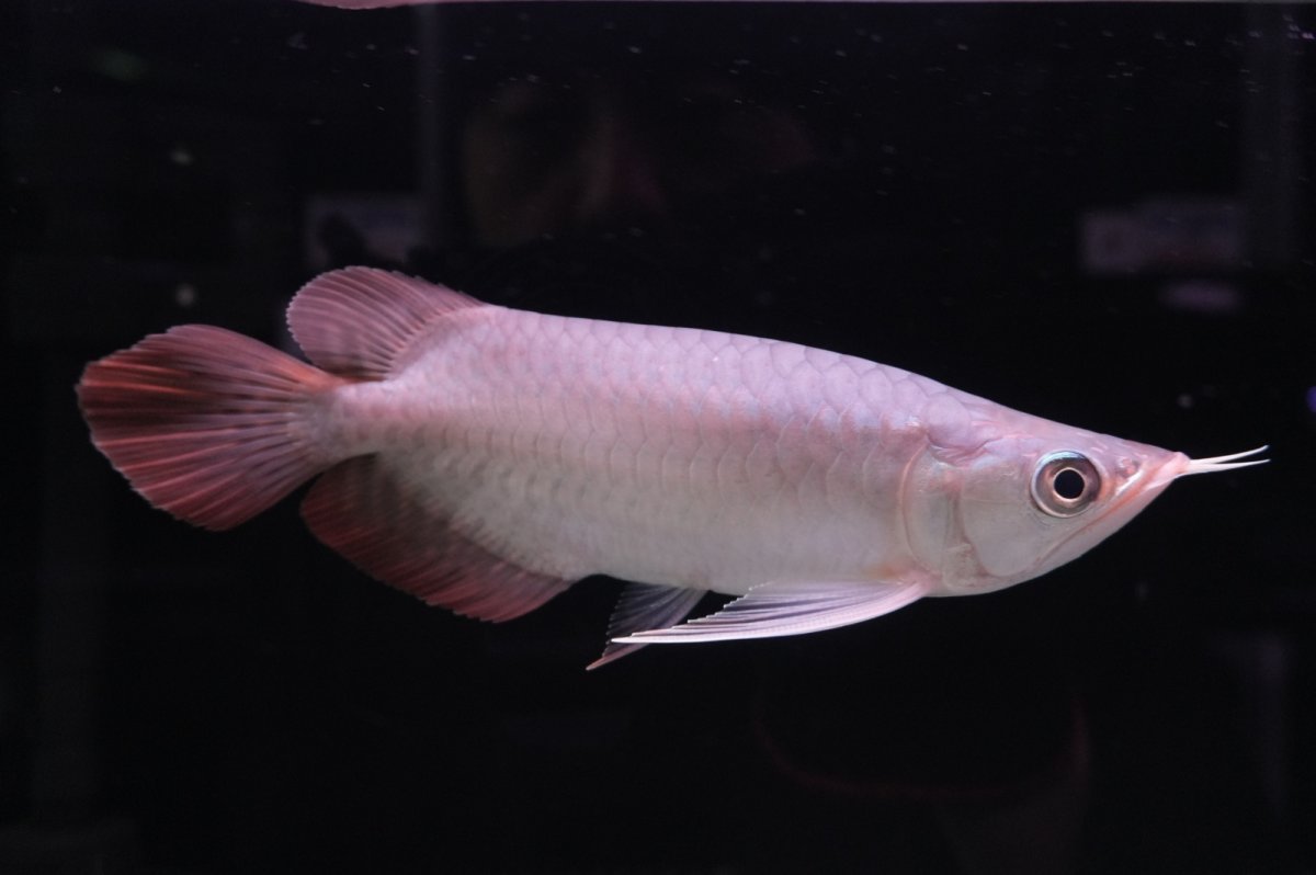 画像1: スーパーレッド ショート個体 NO.45 (1)