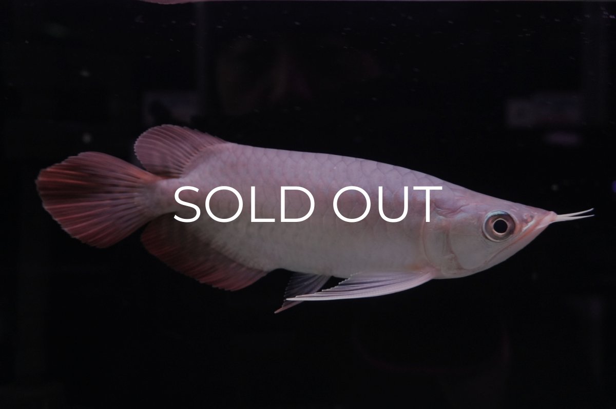 画像1: スーパーレッド ショート個体 NO.45 (1)