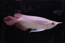 画像1: スーパーレッド ショート個体 NO.45 (1)