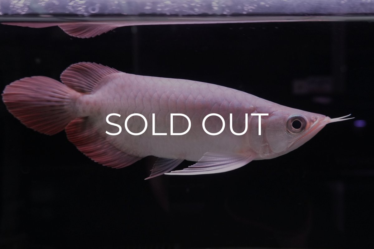 画像2: スーパーレッド ショート個体 NO.45 (2)