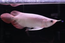 画像2: スーパーレッド ショート個体 NO.45 (2)