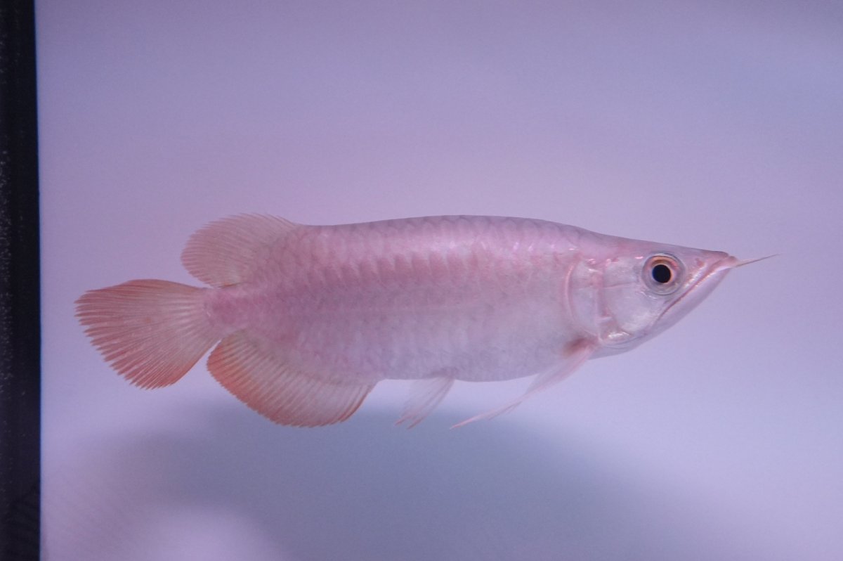 画像1: スーパーレッド ショート個体 NO.43 (1)