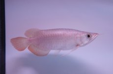 画像1: スーパーレッド ショート個体 NO.43 (1)