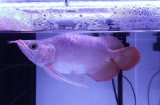 画像4: スーパーレッド ショート個体 NO.52(#8) (4)