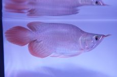 画像3: スーパーレッド ショート個体 NO.51(#5) (3)