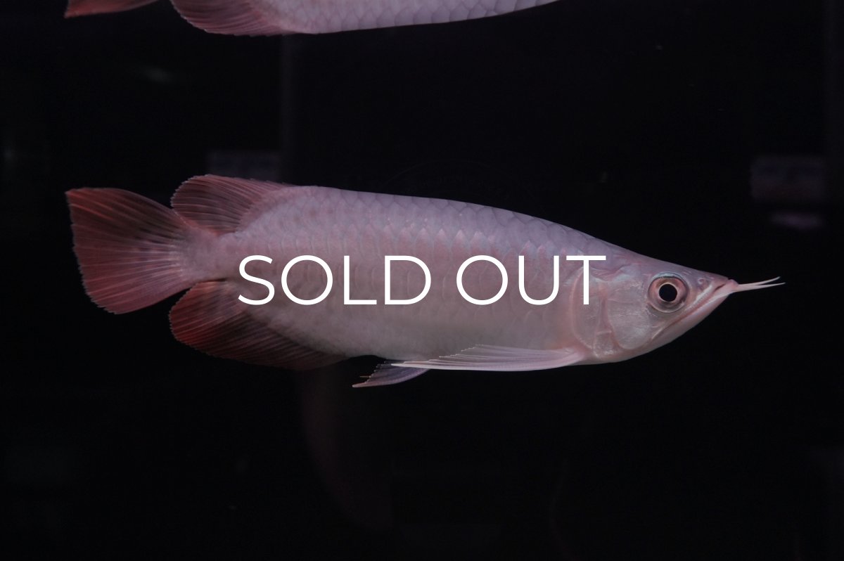 画像3: スーパーレッド ショート個体 NO.45 (3)