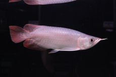 画像3: スーパーレッド ショート個体 NO.45 (3)