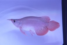 画像3: スーパーレッド ショート個体 NO.50(#4) (3)