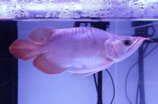 画像2: スーパーレッド ショート個体 NO.52(#8) (2)