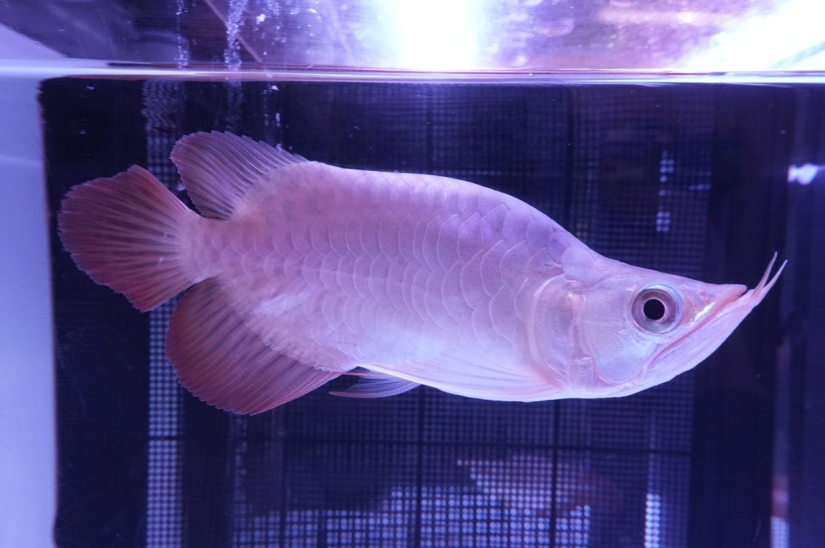 画像2: スーパーレッド ショート個体 NO.47(#1) (2)