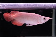 画像1: スーパーレッド ショート個体 NO.44 (1)