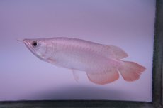 画像4: スーパーレッド ショート個体 NO.43 (4)