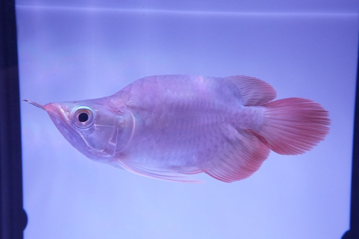 画像5: スーパーレッド ショート個体 NO.51(#5) (5)