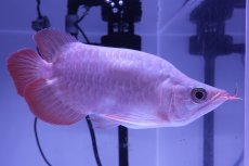 画像3: スーパーレッド ショート個体 NO.49(#3) (3)